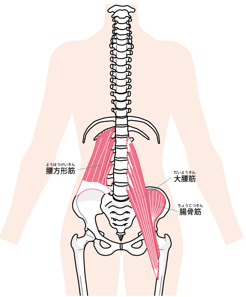 腰に関連する筋肉のイラスト2｜天白川